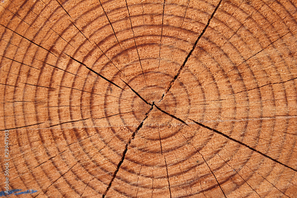 Fototapeta premium wood