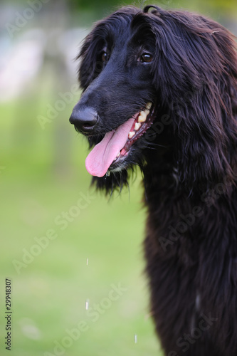 Black afghan hound dog © raywoo
