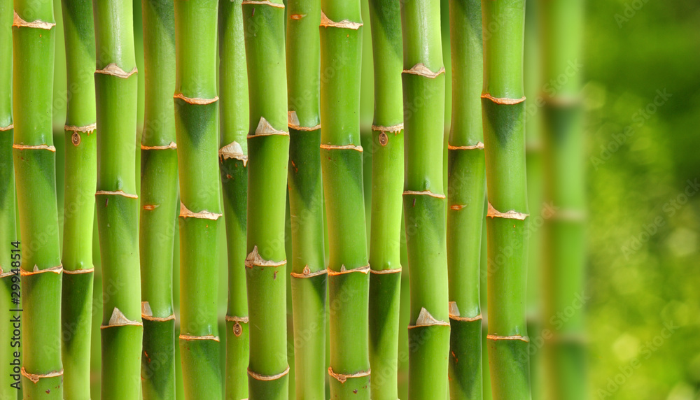 Obraz premium Bamboo stalks.