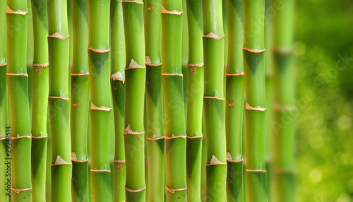 Fototapeta Naklejka Na Ścianę i Meble -  Bamboo stalks.