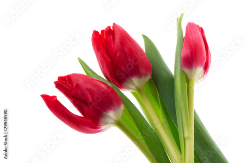 Red tulips © Ivonne Wierink