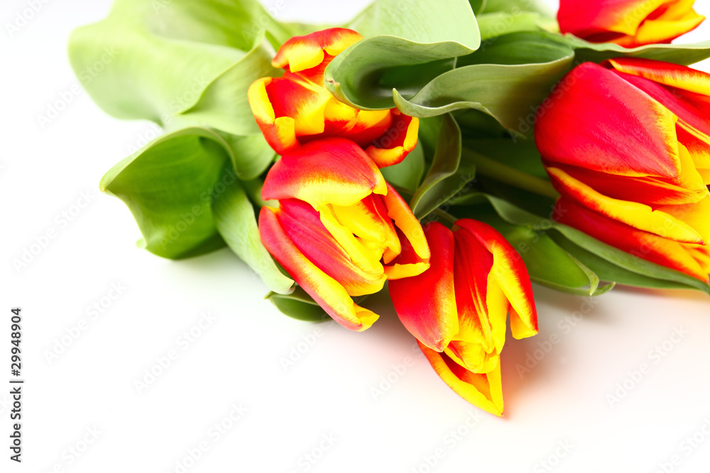 Obraz premium tulips
