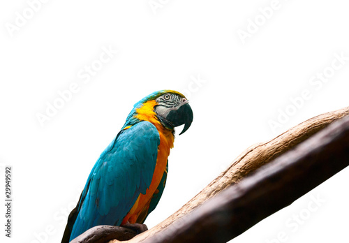 Colourful parrot bird sitting on the perch