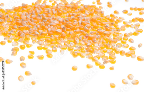 Corn seed