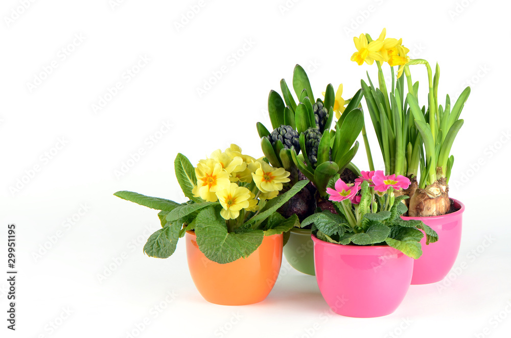Colorful spring flowers Colorful spring flowers