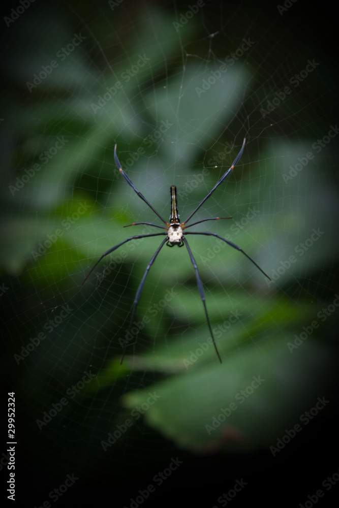 large spider