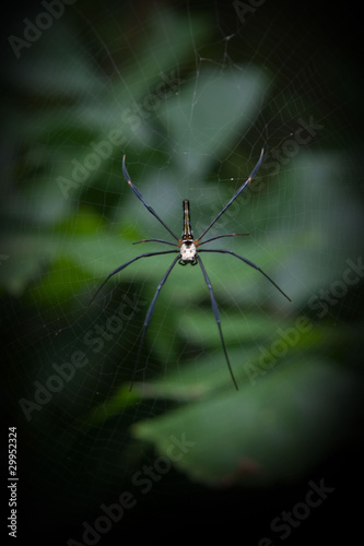 large spider © Anton Baranovskiy