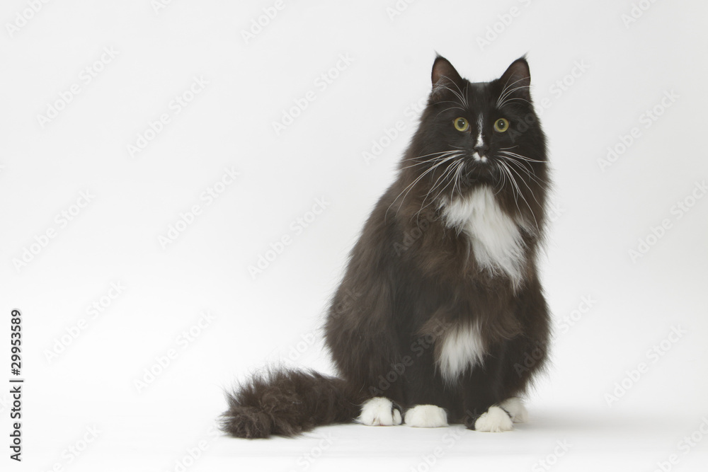 chat à épaisse fourrure noire et blanche