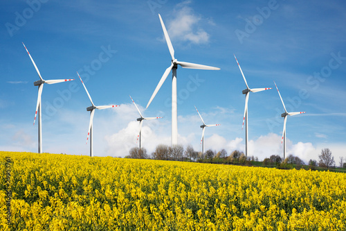 Wind farm with rape field