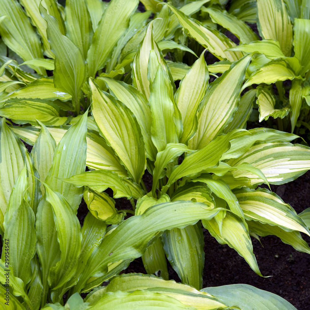 Obraz premium Funkie, Hosta-Hybride, Spritzer