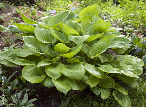 Fotografia Funkie, Hosta, Sum and Substance