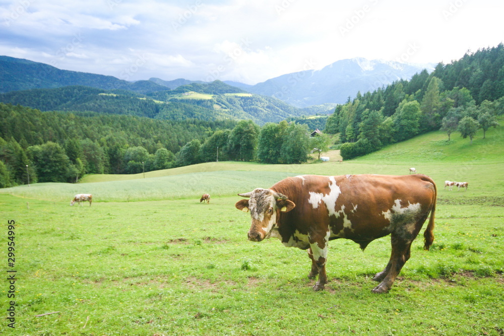 bull on mountain farm