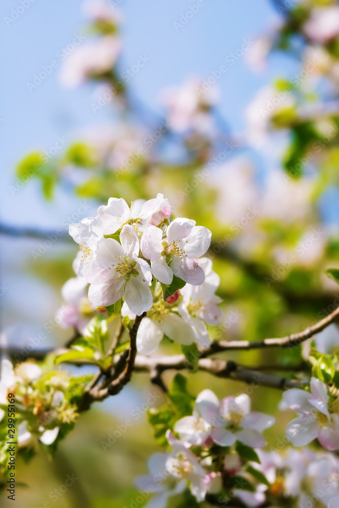 Obraz premium Beautiful spring flower