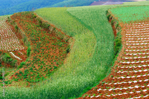 Canvas-taulu Wheat field