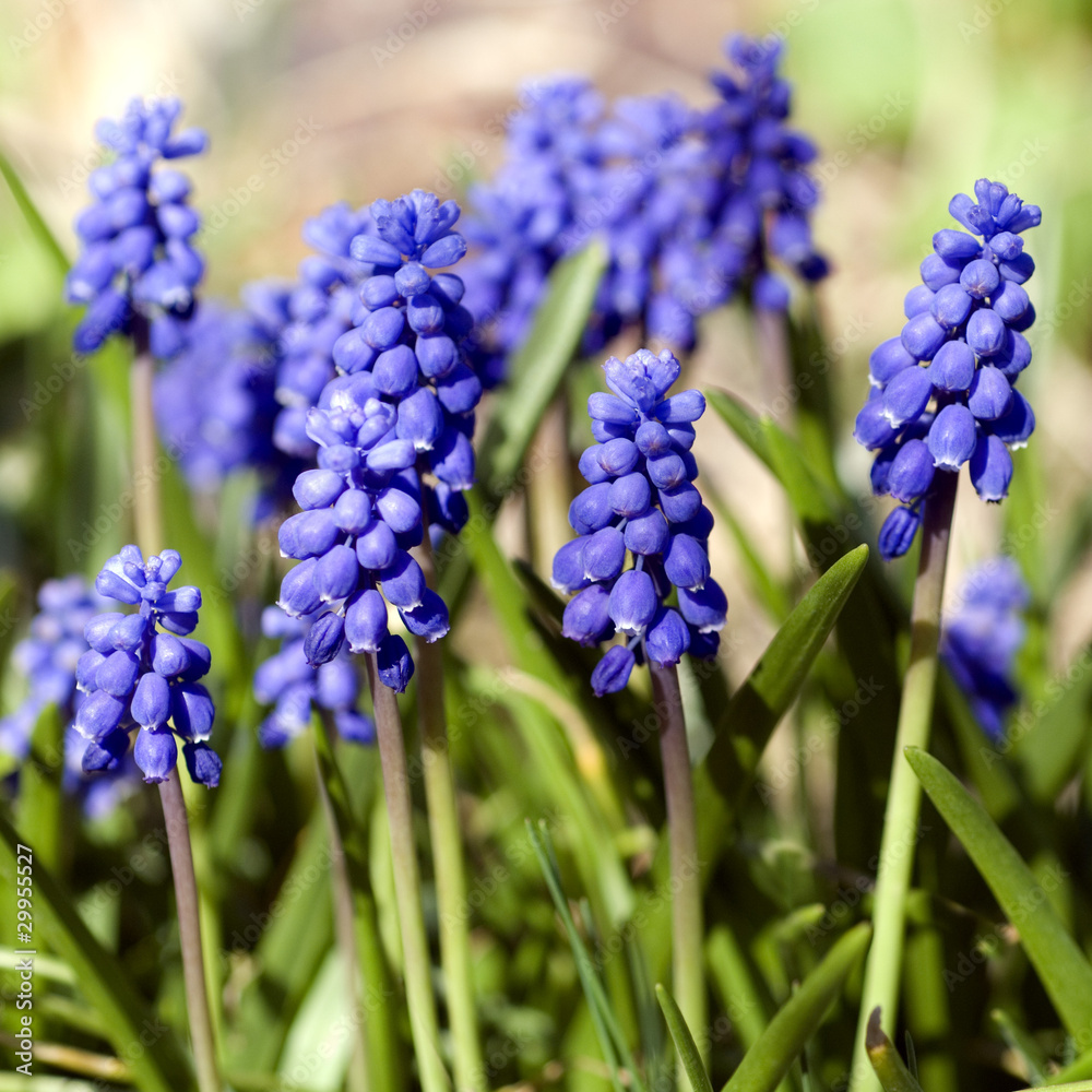 Traubenhyazinthe; Muscari Armeniacum Traubenhyazinthe; Muscari Armeniacum