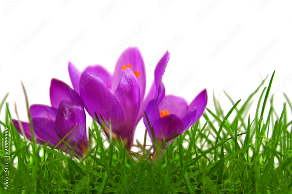 blumenhintergrund blumenhintergrund