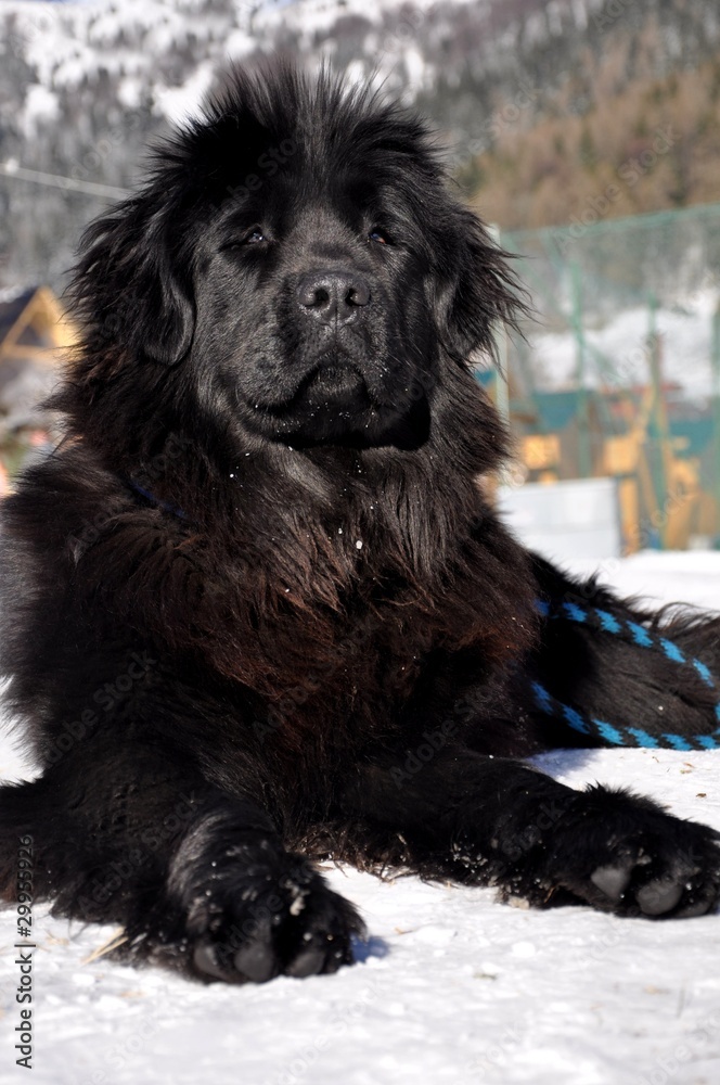 Fototapeta premium Le retriever de Terre-Neuve