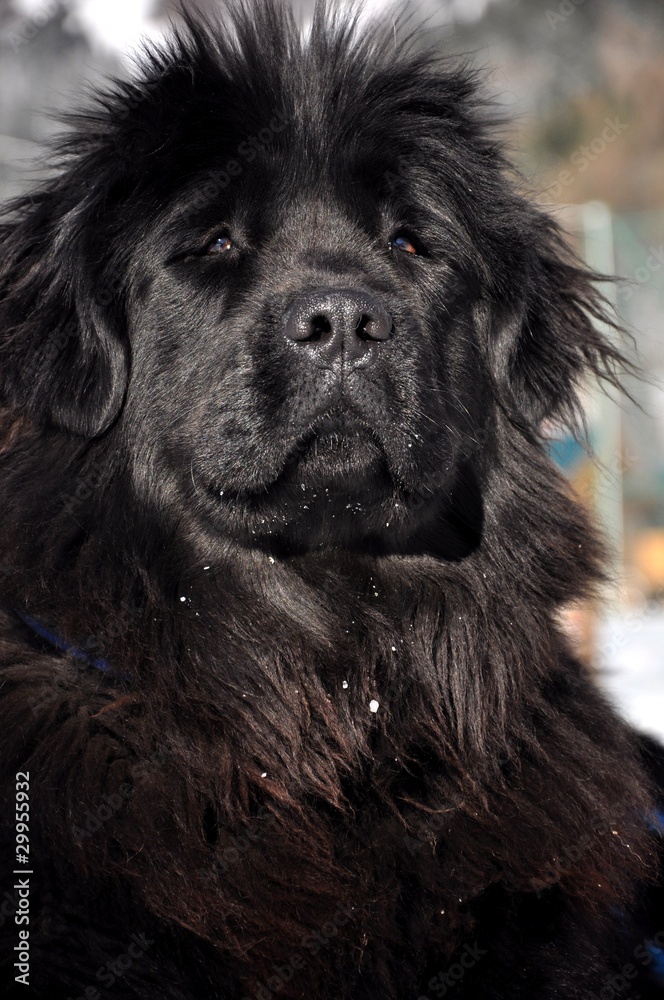 Fototapeta premium Newfoundland