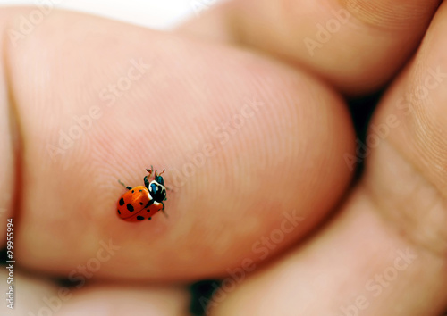 Ladybird on hand