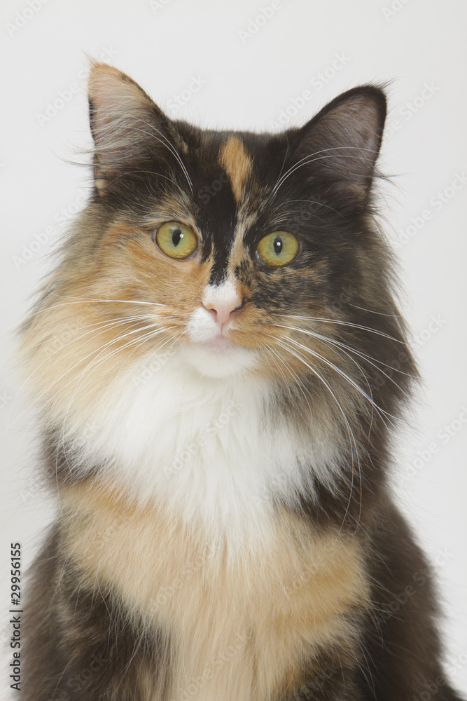 portrait d'une chatte skogkatt tricolore
