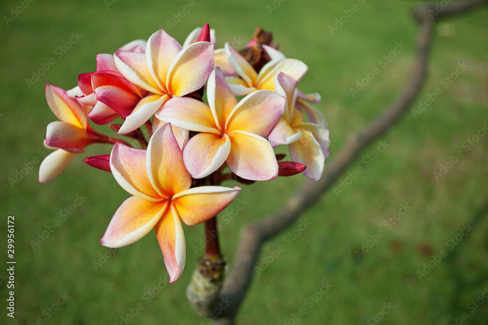 Fototapeta premium Plumeria flowers