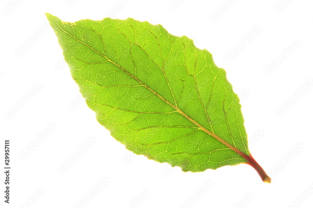 Obraz premium Ein Lorbeerblatt