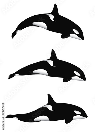 Orca Whale