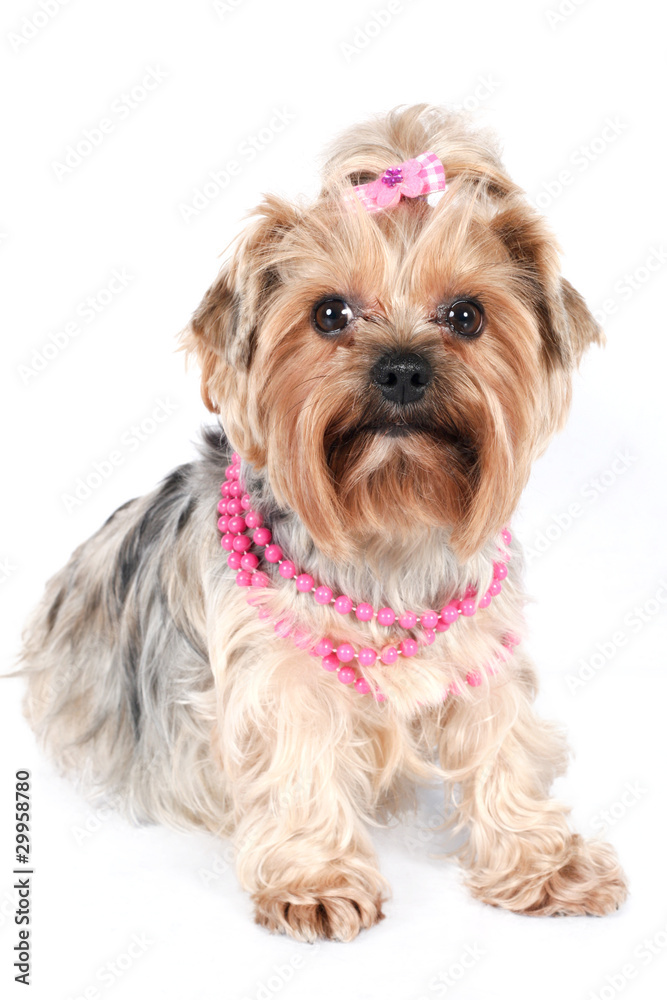 A glamour yorkshire in pink necklace A glamour yorkshire in pink necklace