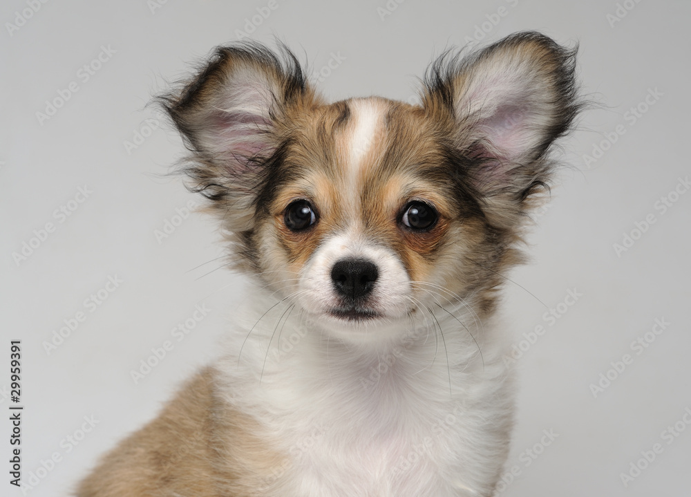 Close-up portrait of cute chihuahua puppy