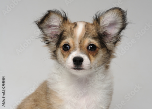 Close-up portrait of cute chihuahua puppy © Pelana