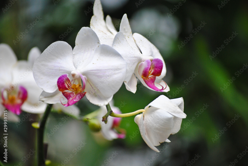 Orchidée