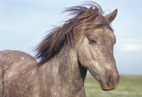 Portrait Of An Icelandic Horse