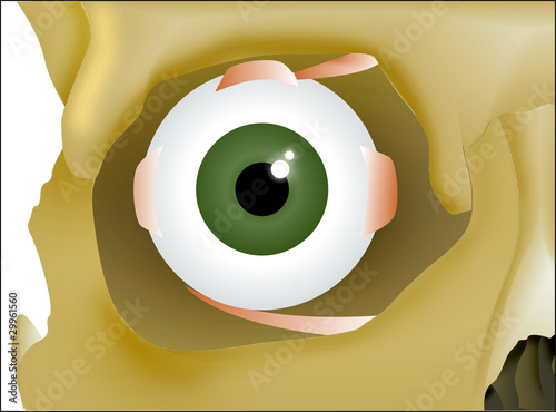ojo 3 anatomia