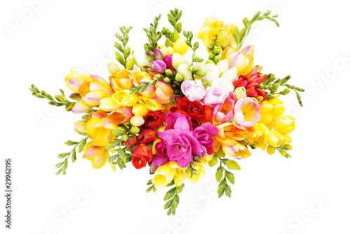 Fototapeta Naklejka Na Ścianę i Meble -  lovely freesia