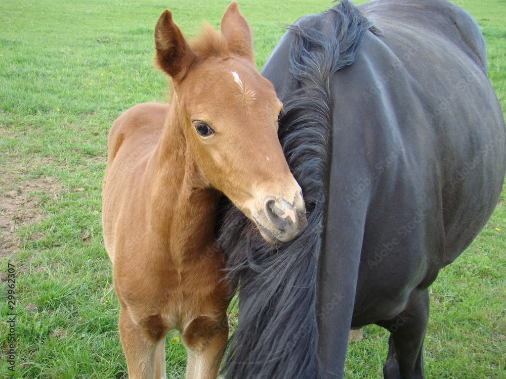 Fototapeta premium Fuchsfohlen Deutsches Reitpony