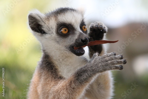 Cucciolo lemure mangia una foglia photo