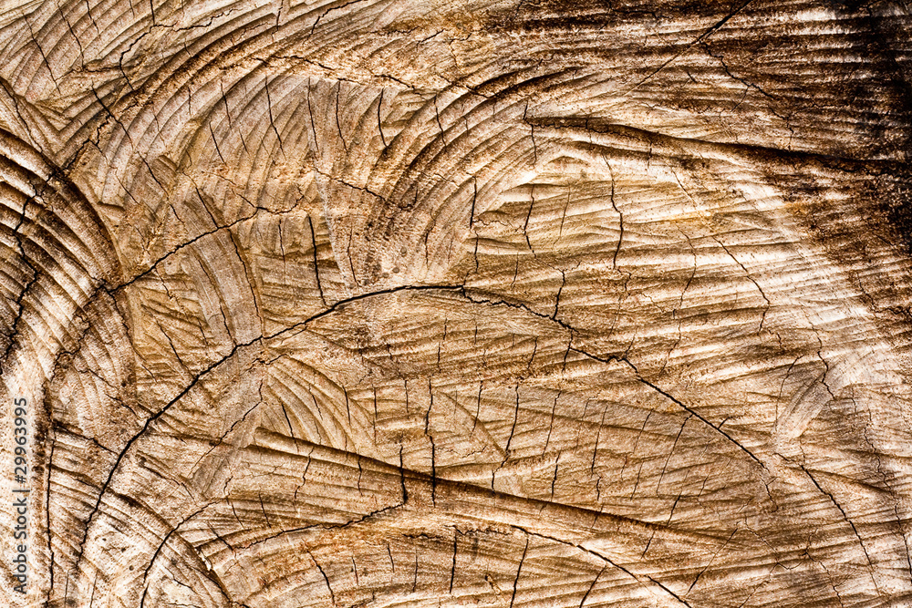 Fototapeta premium Pattern tree