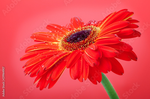 Fototapeta Naklejka Na Ścianę i Meble -  Red flower on red background
