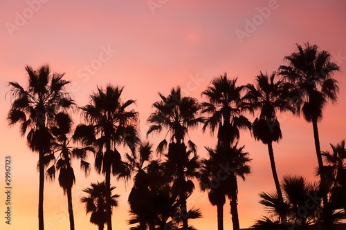 Palm Tree Silhouette © AndreaGonzales