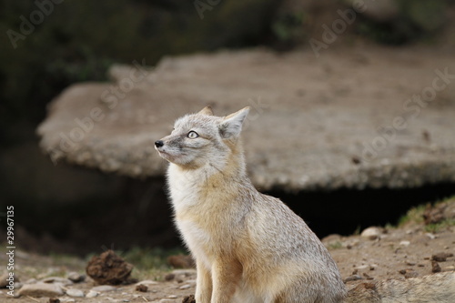 Steppenfuchs in Nahaufnahme