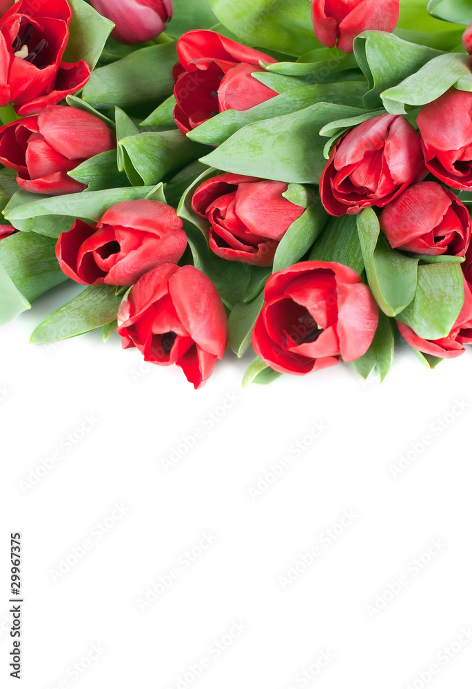 Tulips Tulips