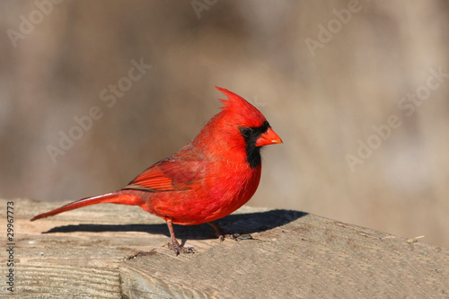 Cardinal Cardinalidae