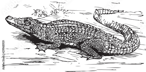 Saltwater crocodile engraved illustration