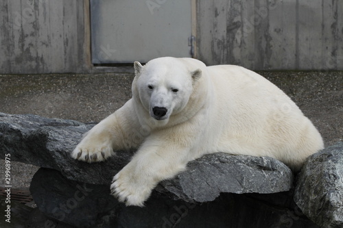 Eisbär in Nahaufnahme © Christian Colista