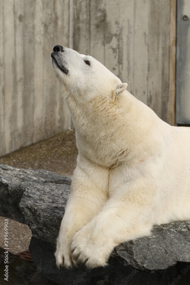 Fototapeta premium Eisbär in Nahaufnahme