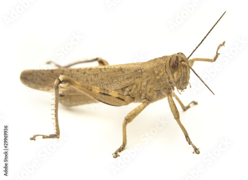 grasshopper © Krakenimages.com