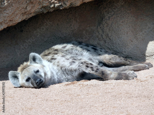 hiena descansando