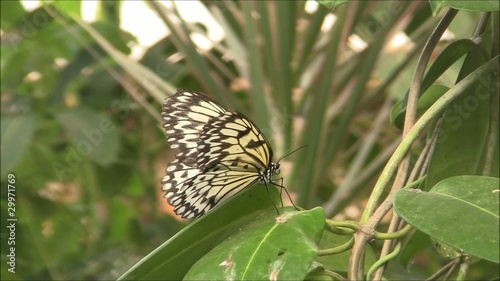 Schmetterling photo