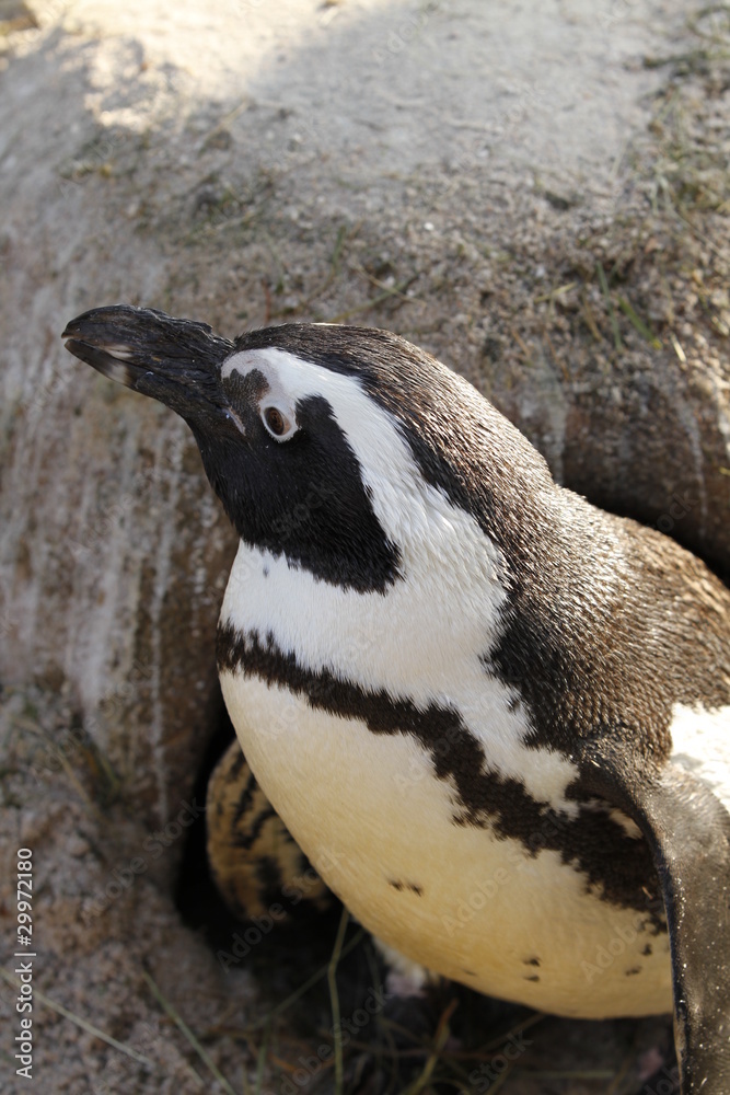 Fototapeta premium Brillenpinguin in Nahaufnahme