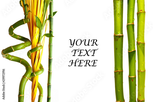 Bamboo background with text space